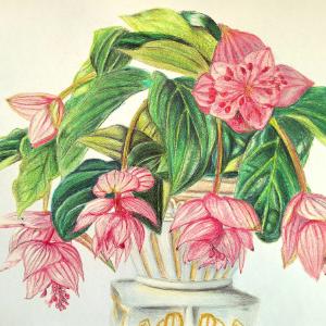Medinilla magnifica - tupoušek (tvrdý pastel, velikost A3)