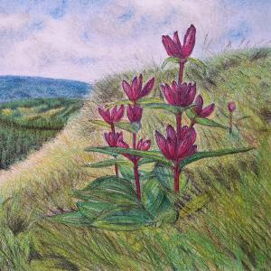 Hořec panonský (tvrdý pastel, velikost A3) - soutěž "Nakresli hořec" k Roku hořců